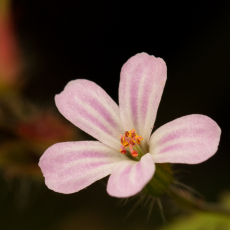 Robertskruid (Geranium robertianum)