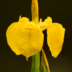 Lis (geslacht Iris)