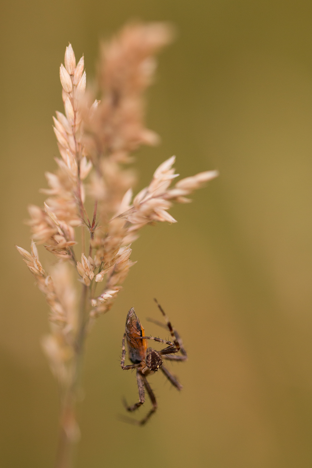 Kruisspin (Araneus diadematus)