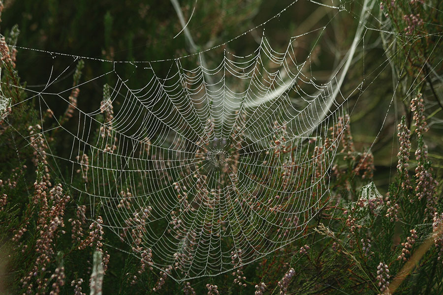 Spinneweb-in de vroege ochtend