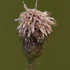 Knoopkruid (Centaurea jacea)