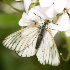 Vlinder (orde Lepidoptera)