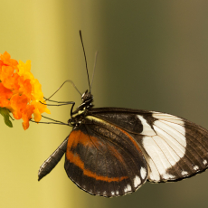 Vlinder (orde Lepidoptera)