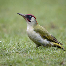 Green Woodpecker, Picus viridis