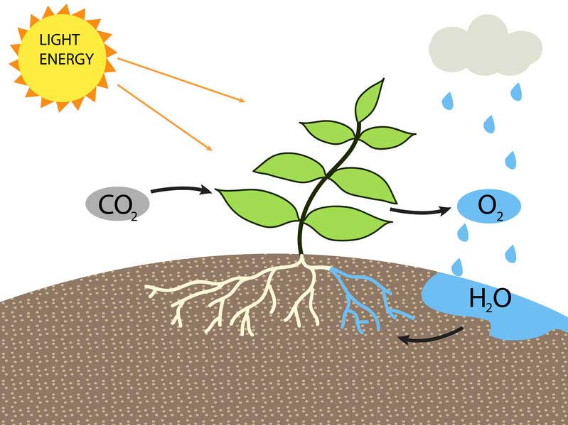 Hoe werkt fotosynthese