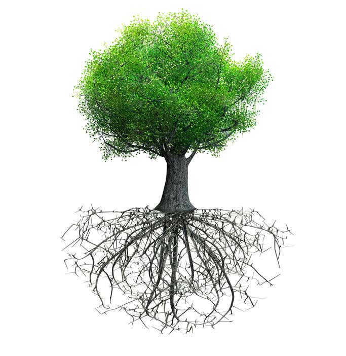 Wortelstelsel van een boom