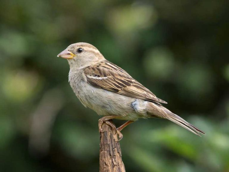 Huismus - Veluwezoom In Beeld