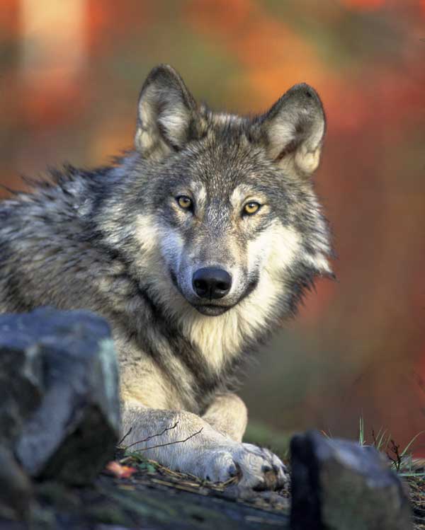 Wolf-(Canis-lupus)