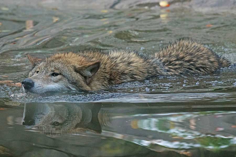 Rivieren houden de wolf niet tegen. Zwemmende mongoolse-wolf-(Canis-lupus-chanco)