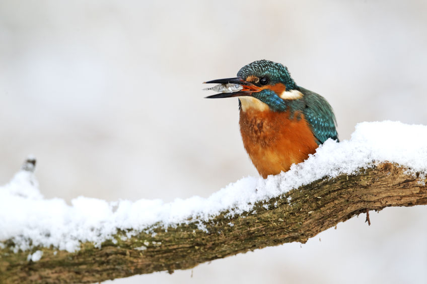 IJsvogel in de sneeuw