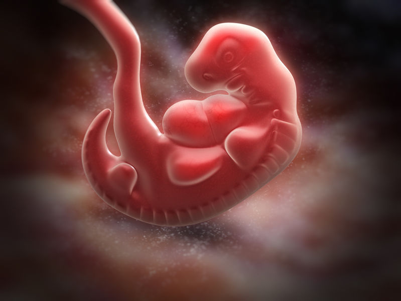 Menselijk embryo van 5 weken met kieuwspleten