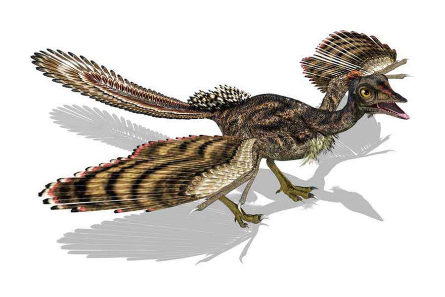 archeaopteryx