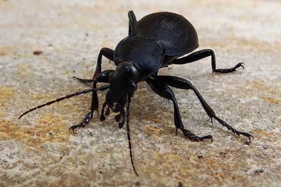 Loopkever-zwart-(Carabidae)