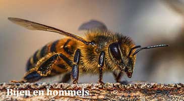 bijen-en-hommels