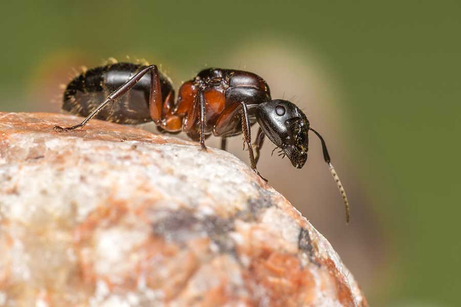 mier geslacht formica(waarschijnlijk rufa)