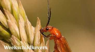 weekschildkevers