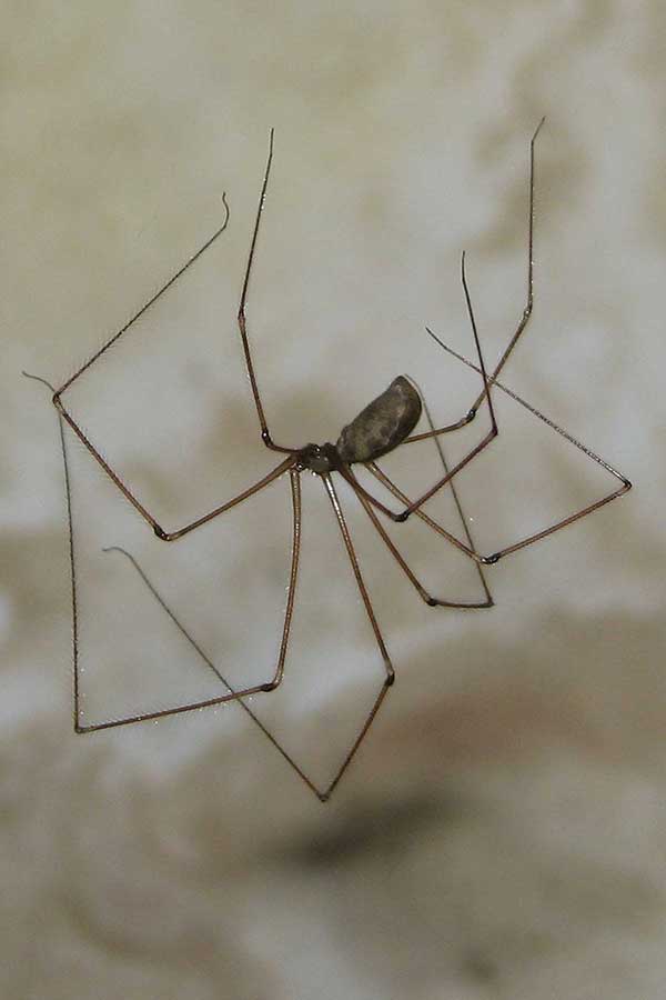 Grote-trilspin-Pholcus-phalangioides