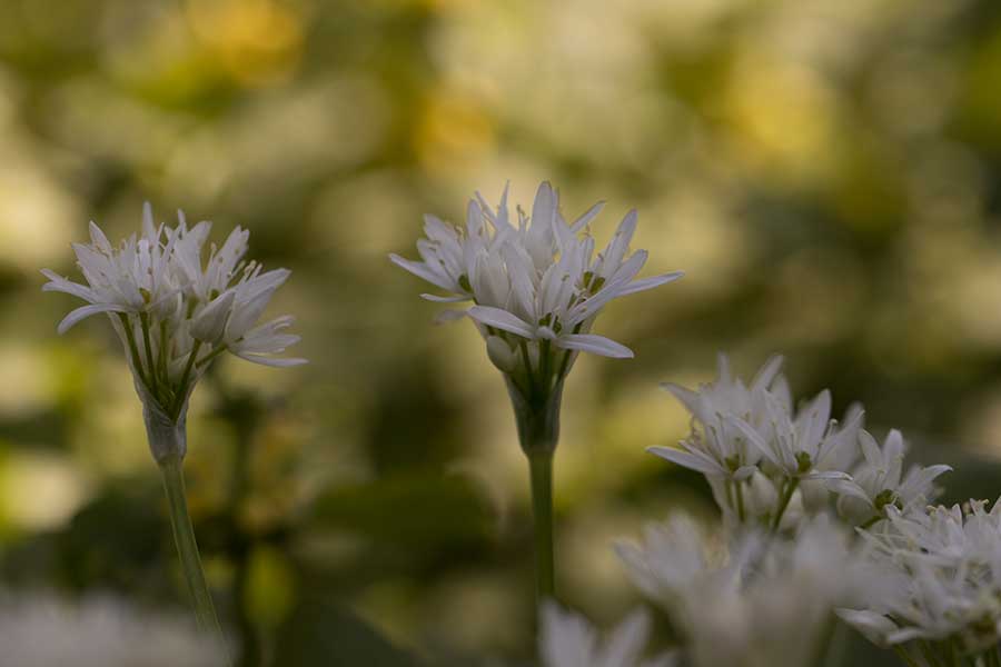 daslook (Allium ursinum)