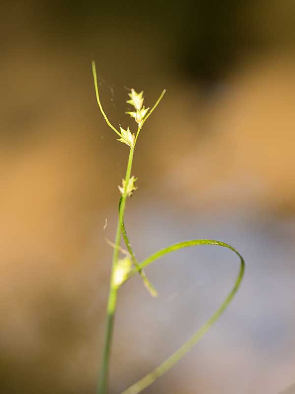 IJle zegge (Carex remota)