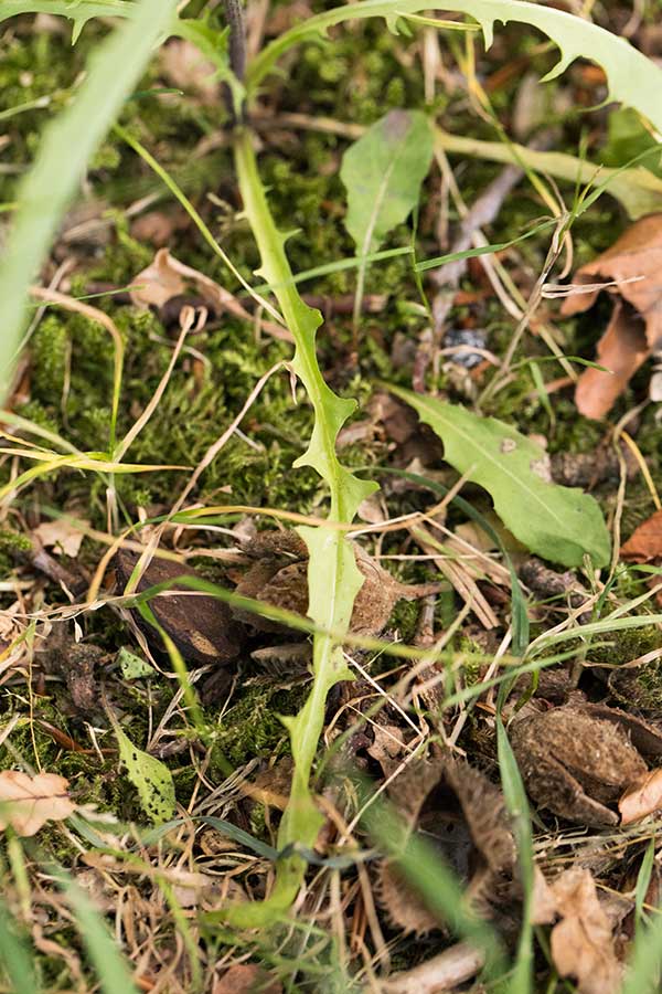 klein streepzaad (Crepis capillaris)