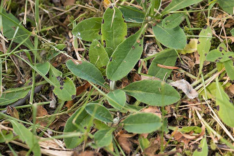 muizenoor (Hieracium pilosella)