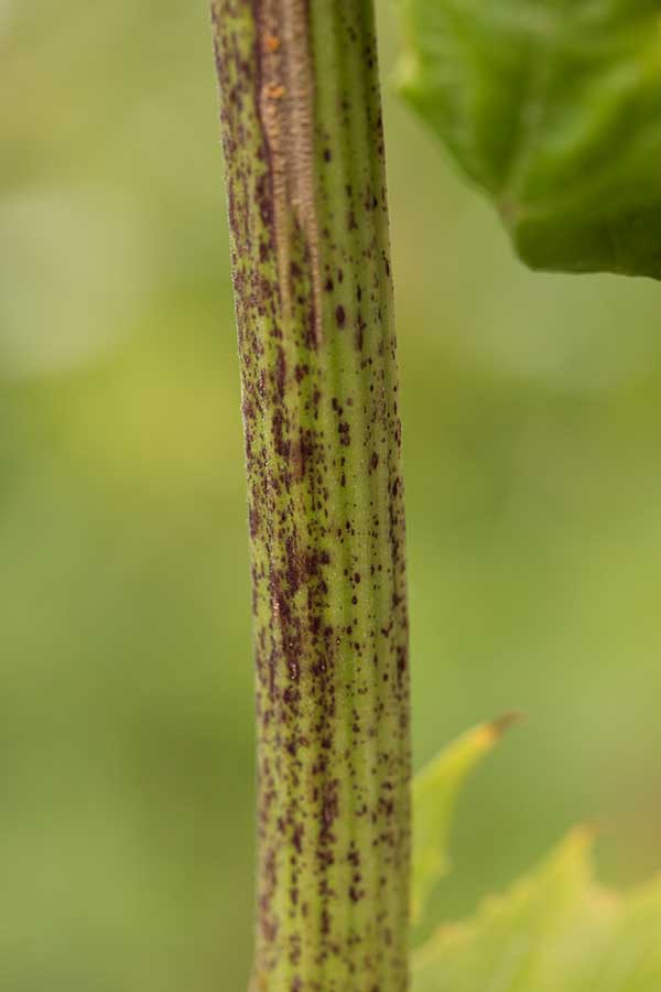 Reuzenberenklauw (Heracleum mantegazzianum)