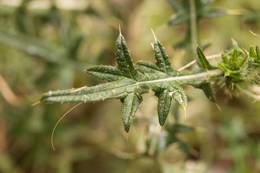 speerdistel (Cirsium vulgare)