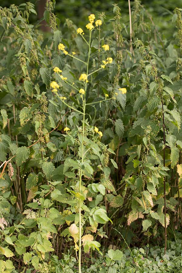 Zwarte mosterd (Brassica nigra)