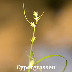 cypergrassen