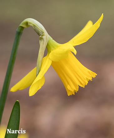 Narcis (Narcissus - geslacht)