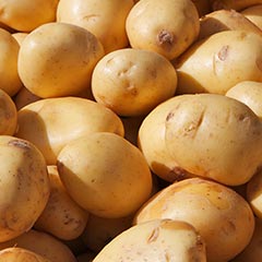 Gladde stengelknol-aardappel