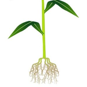steltwortels maisplant