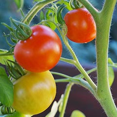 Sympodiale vertakking-tomaat