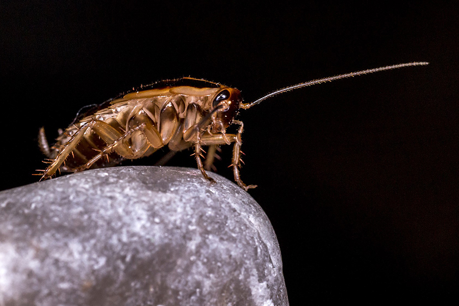 Duitse kakkerlak