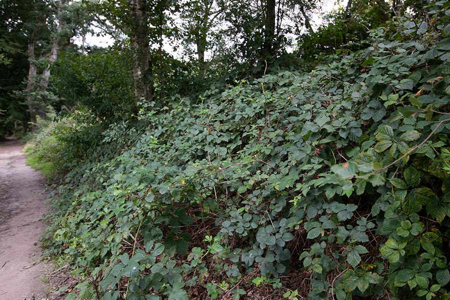 Braam struik (geslacht Rubus)