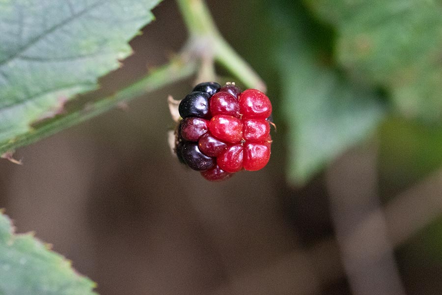 Braam vrucht (geslacht Rubus)