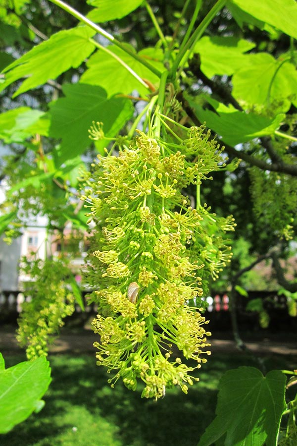 Gewone esdoorn bloem (Acer pseudoplatanus)