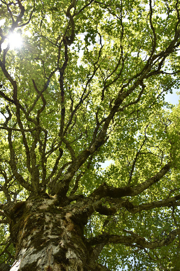 Gewone esdoorn boom (Acer pseudoplatanus)