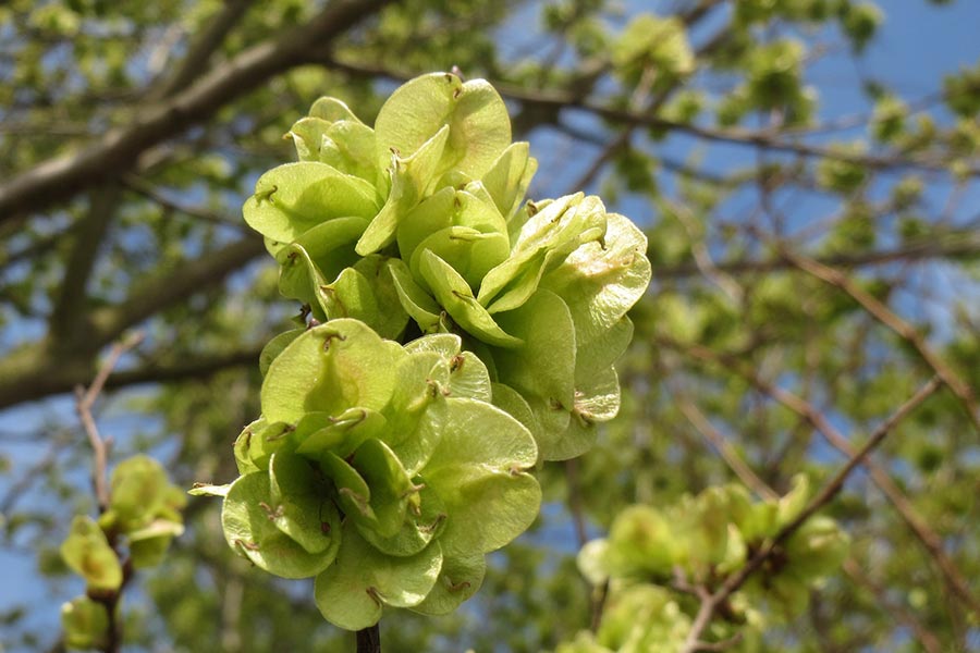 Gladde iep bloem (Ulmus minor)