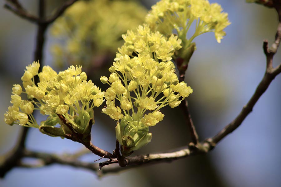 Noorse esdoorn bloem (Acer platanoides)