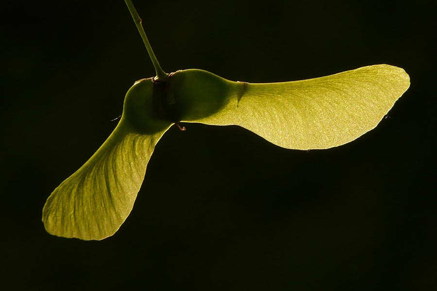 Noorse esdoorn vrucht (Acer platanoides)