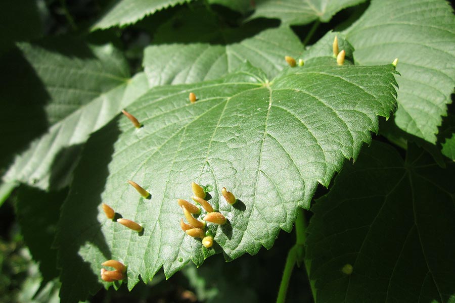 Ruwe iep blad met gallen (Ulmus glabra)