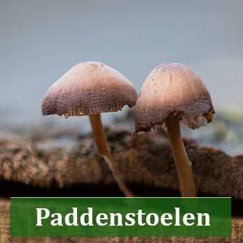 paddenstoelen en schimmels