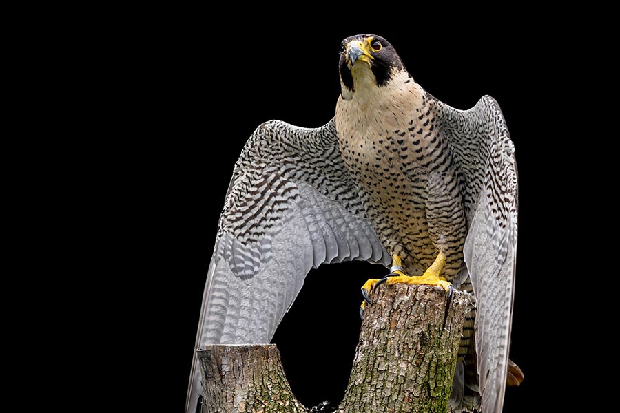 slechtvalk-Falco peregrinus