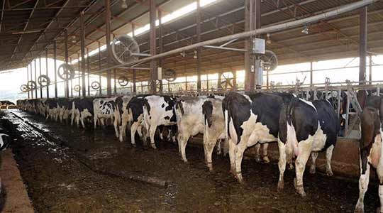 De mest die het vee uitscheidt en de kunstmest die gebruikt wordt om het land te bemesten zijn de grootste veroorzakers van de ammoniak uitstoot.