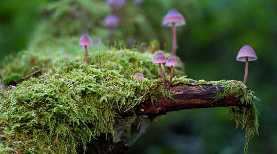mooie natuur-paddenstoelen
