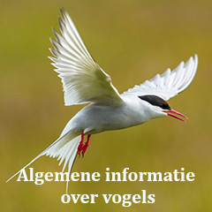 algemene informatie over vogels