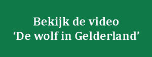 video de wolf in gelderland
