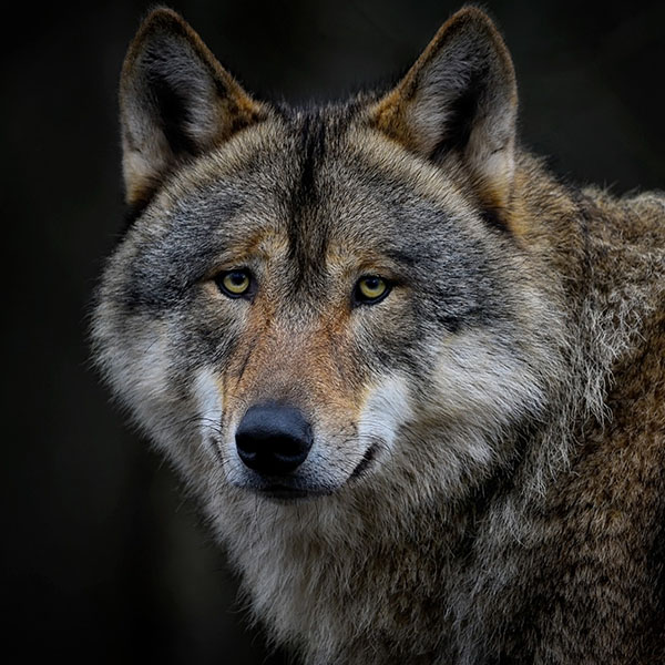 wolvenkop