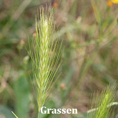 grassen